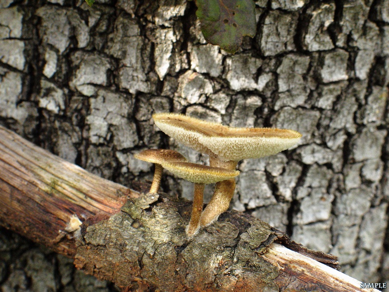 Polyporus tuberaster